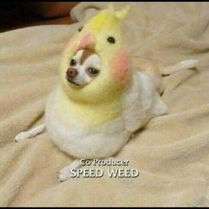 Meet your Posher, Marissa